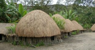Gambar Rumah Adat Papua, Makna dan Penjelasannya