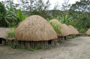 Gambar Rumah Adat Papua, Makna dan Penjelasannya