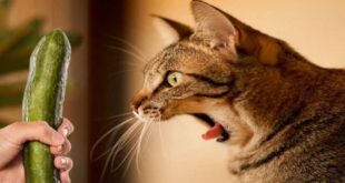 Kenapa Kucing Takut Timun? [Pecinta Hewan Mesti Tahu]