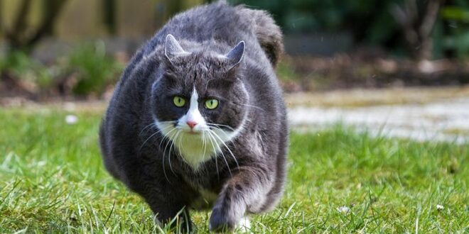 Cerita Pendek Lucu & Aneh Tentang Liburan Sekolah 2: "Petualangan Aneh di Desa Kucing Lucu"