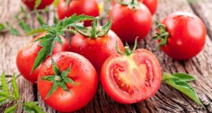 Buah Tomat mengandung vitamin Apa Saja dan Manfaatnya